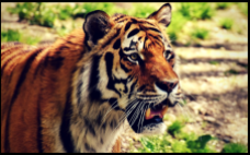 Tiger Preservation