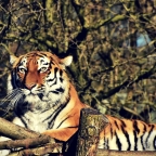 Make a Trip to The Myrtle Beach Safari Zoo For a Memorable Experience